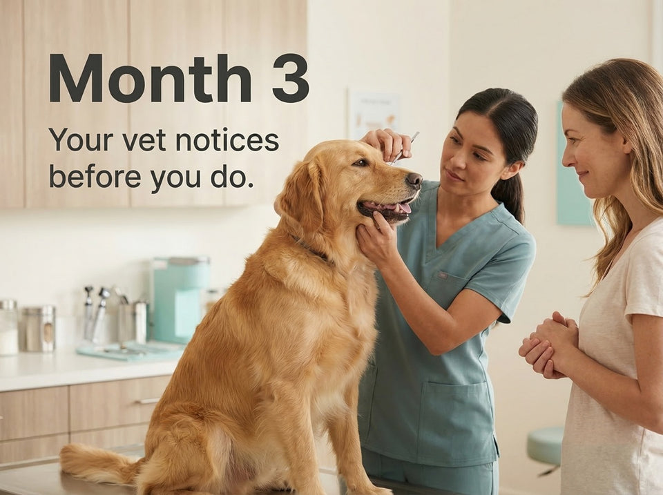 Your Vet Notices